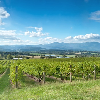 Vinmarker i Yarra Valley nær Melbourne i Victoria, Australien