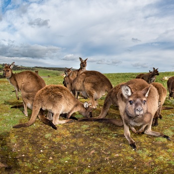 Kænguruer på Kangaroo Island 