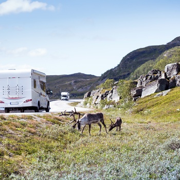 Autocamper og græssende rensdyr i det nordlige Norge