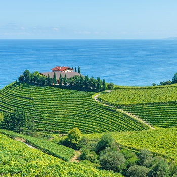 Vinområde tæt på kysten i Baskerlandet - Spanien
