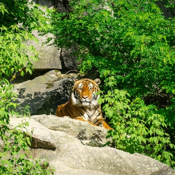 Tiger i Berlin Zoo, Tyskland