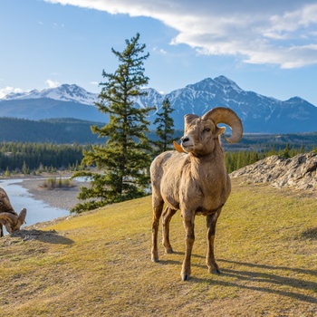 Bighorn Sheep Jasper National Park