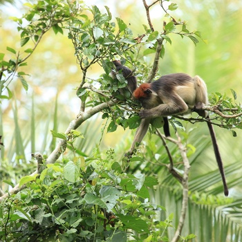 Den vestlige røde colobus abe i Bigodi Wetland Sanctuary - Uganda