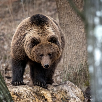 Bjørnecenteret i Arcturos - Grækenland