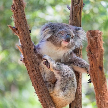 Koala i Lone Pine Koala Sanctuary, Brisbane i Queensland