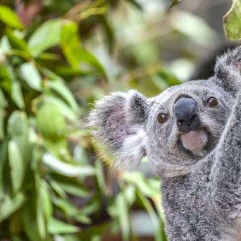 Koala i Lone Pine Koala Sanctuary, Brisbane i Queensland