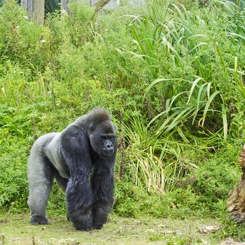 Bristol Zoo er kendt for deres gorillaer, Sydengland