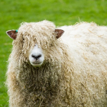 British Sheepskin Company
