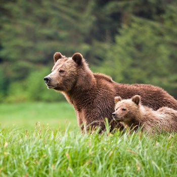 Grizzlybjørn med unge, British Columbia i Canada