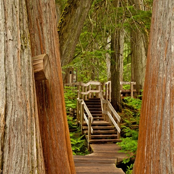 Giant Cedars Boardwalk Trail i Mount Revelstoke National Park, British Columbia i Canada