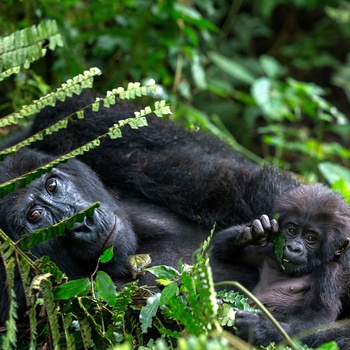 Bjerggorillaer i Bwindi Impenetrable National Park, Uganda