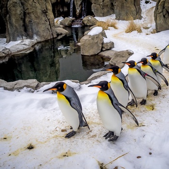 Pingviner i Calgary Zoo, Alberta i Canada