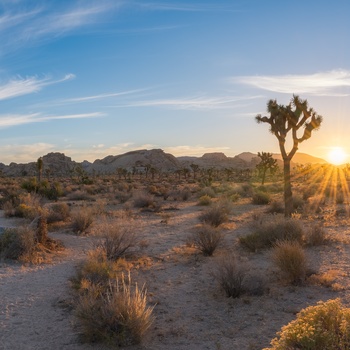 Joshua Tree National Park, Californien i USA