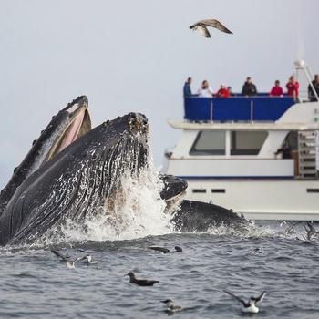 Hvalsafari fra Monterey i Californien, USA