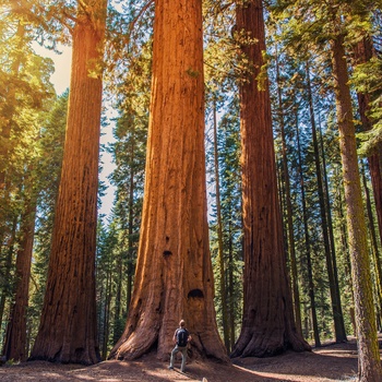 Redwood National and State Parks i Californien, USA