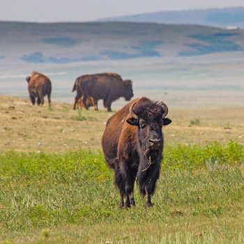 Buffalo på prærien i Canada