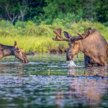Elge i Algonquin Provincial Park, Ontario i Canada