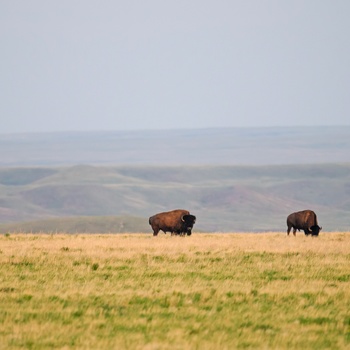 Bisonokser i Grasslands National Park - Saskatchewan i Canada