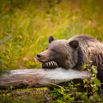 Grizzlybjørn i Banff Nationalpark