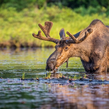 Emerald lake er et oplagt visit på rejse i Canada