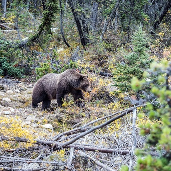 Det vilde dyreliv i Jasper National Park