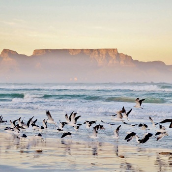 Udsigt til Table Mountain fra strand ved solnedgang, Sydafrika