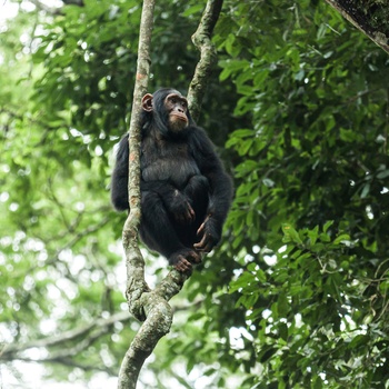 Chimpanser i Kibale National Park - Uganda