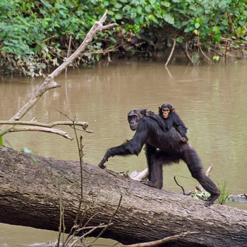 Chimpanser i Kyambura-kløften i QE National Park - Uganda