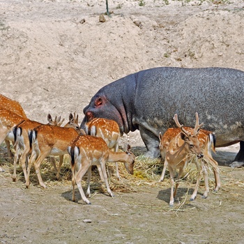 Flodhest og hjorte i Safari Aitana Park nær Alicante, Costa Blanca