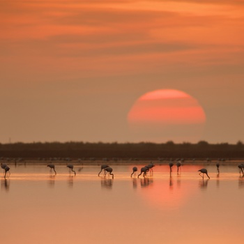 Flamingoer i solnedgang i Ebro Deltaet, Costa Dorada i Spanien