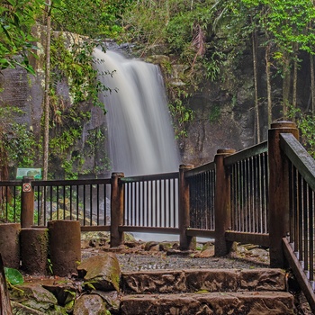 Vandfaldet Curtis Falls i Tamborine National Park i Queensland - Australien