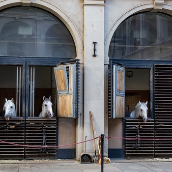 De verdensberømte lipizzanerheste, Den Spanske Rideskole i Wien - Østrig