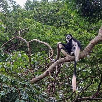 En af mange aber i den botaniske have i Entebbe - Uganda