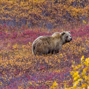 Grizzly i Denali Nationalpark