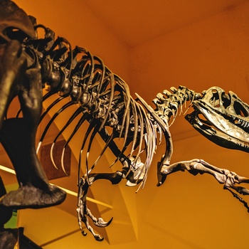 Dinosaur skelt i museum
