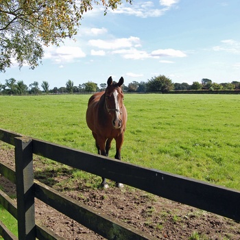 Irish National Stud 