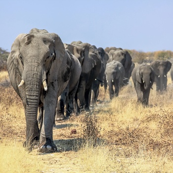 Oplev Elefanter på en safari i Etsoha National Park, Namibia