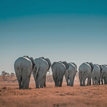 Elefanter i Namibia - Foto Sergi Ferrete Unsplash