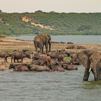 Elefanter i Queen Elizabeth National Park - Uganda