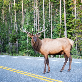 Elk på vej i Yellowstone National Park