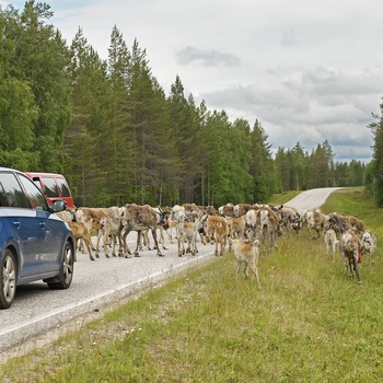 En flok rensdyr på vej i Lappland, Finland