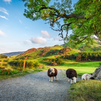 England, Lake District - nysgerrige får på oplevelse