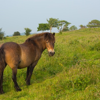 England, Somerset - vild pony på Quantock Hills