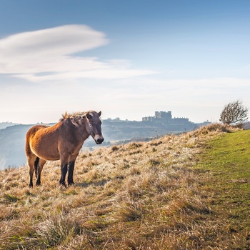 Ponyer i Exmoor National Park - det sydvestlige England