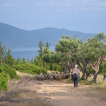 Fårehyrde driver en flok får på grusvej - Albanien