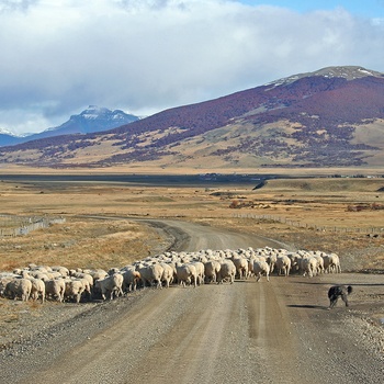 Fårehyrde på prærien i Argentina - Patagonien