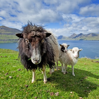 Får med små kid på Færøerne