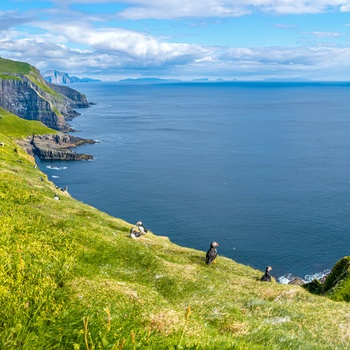 Hikere og de små lunder eller søpapegøjer på Mykines, Færøerne