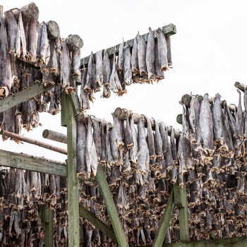 Fisk til tørring i Henningsvær