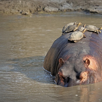Flodhest i Sabie River, Sydafrika